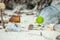 Hermit crabs living at the polluted beach among plastic bottles and refuse at the tropical island