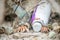 Hermit crabs at the polluted beach with plastic bottles and garbage at the tropical island