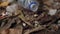 Hermit crabs scavenge inside plastic bottle amongst littered foliage,pollution impact on wildlife. Crustaceans navigate