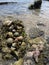 Hermit Crabs in Shells on Rocks