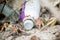 Hermit crabs surviving at the polluted beach with plastic bottles and garbage at the tropical island