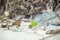 Hermit crabs surviving at the polluted beach among plastic bottles and refuse at the tropical island