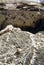 Hermit crabs underwater vertical shot