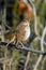 Hermit Thrush