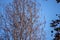 Hermit thrush bird perched on tree with autumn colors.