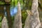 Hermit Thrush On A Cypress Stump