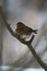 Hermit Thrush perched on branch - side/back view - Catharus guttatus