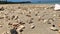 Hermit walking along the beach