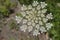 Hermlock, Conium maculatum, growing wild in New Zealand