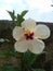Hermosa Flor de Cayena con Centro Fucsia