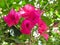 Hermosas Flores De Arbol En Color Rojizo