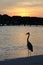 Heron against the sunset