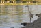 Heron on the Bank of a small river fishing.