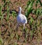 heron from behind in a young cornfield looking for food. bird from swamps and ditches.