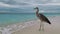 Heron bird on beach edge against azure ocean under grey sky