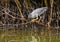 Heron bird in eastern mangroves abu dhabi