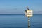 Heron bird perched on a \'Slow Speed Minimum Wake\' sign with a seascape view behind