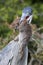 Heron Bird with Rat in Beak