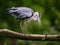 Heron bird on tree branch