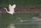 Heron, Bittern, Egret à¸ºArdeidae bird fly in lake nature background