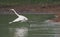 Heron, Bittern, Egret à¸ºArdeidae bird fly in lake nature background