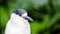 Heron Black-crowned night heron bird Nycticorax nycticorax head portrait. Bird withwhite black plumage bright red eyes