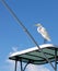 Heron on boat