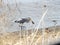 Heron carrying stabbed cat fish for dinner