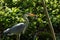 Heron catches rat. UK.