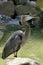 HERON CENDRE ardea cinerea