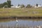 A heron, Chesapeake Bay