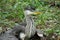 A heron chick fell out of the nest and sits on the ground in the middle of the forest.