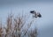 Heron collecting twigs for a nest