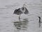 Heron and cormorant fighting for fish