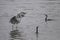 Heron and cormorant fighting for fish