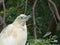 A heron or egret