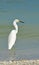 Heron Egret in the Water
