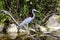 Heron, Everglades, Florida