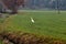 A heron in a field in the countryside in late autumn