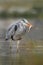 Heron with fish. Bird with catch. Bird in water. Grey Heron, Ardea cinerea, blurred grass in background. Heron in the forest