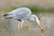 Heron with fish. Bird with catch. Bird in water. Grey Heron, Ardea cinerea, blurred grass in background. Heron in the forest lake.