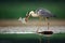 Heron with fish. Grey Heron, Ardea cinerea, blurred grass in background. Heron in the forest lake. Animal in the nature habitat,