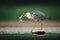 Heron with fish. Grey Heron, Ardea cinerea, blurred grass in background. Heron in the forest lake. Animal in the nature habitat, h