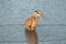 Heron fishing at dawn