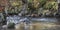 Heron fishing on River Deveron in Scotland.