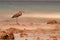 Heron Fishing From Rocks in Sulawesi