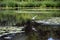 Heron flies over the lake after having rested for some time