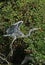 Heron In Flight, Poitou Charentes, France, on the La Sevre Niortaise River