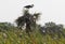 Heron at Florida wetlands