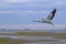 Heron flying at the Courtenay estuary